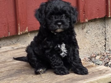 Pudel fransk bulldog valpar · Skutskär · Tuula E.