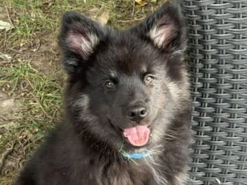 Finsk lapphund · Karlstad · Vallarjäntans