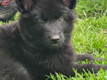 Schäferhund · Vallåkra · Incidents