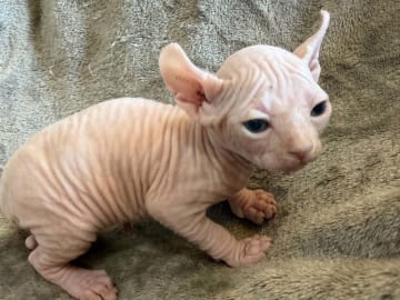 Sphynx · Tumba · Samuel P.