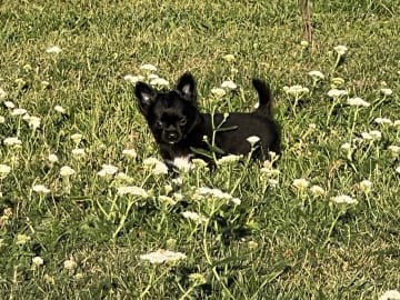 Chihuahua · Fjärdhundra · Bastängens