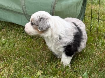 Miniature American Shepherd · Vittsjö · Kewonne