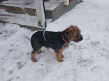 Border terrier · Tyringe · Stiftet