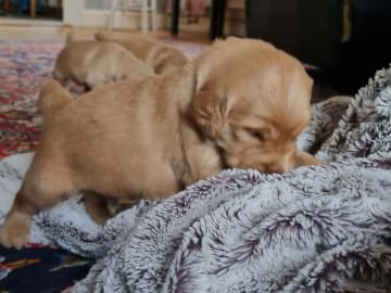 Golden Retriever · Bengtsfors · Sjöviksgårdens Golden Joy