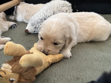 Golden retriever · Vejbystrand · Stream Of Sunlights