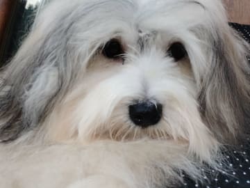 Maltipoo · Linköping · David K.