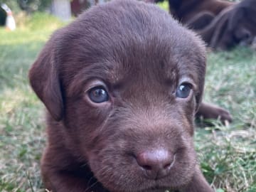 Labrador retriever · Örsundsbro · Storåns kennel