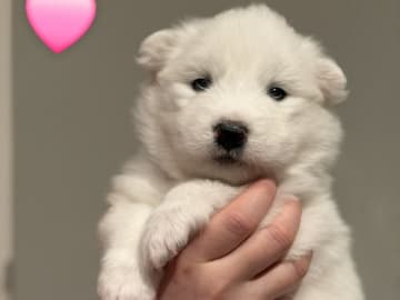 Samojedhund · Umeå · Vintertassen