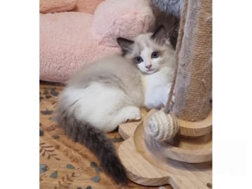 Ragdoll · Väse · SE*Wernigerodes
