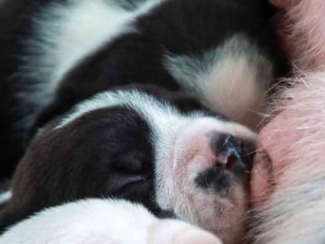 Continental Bulldog · Harestad · Hogwart's