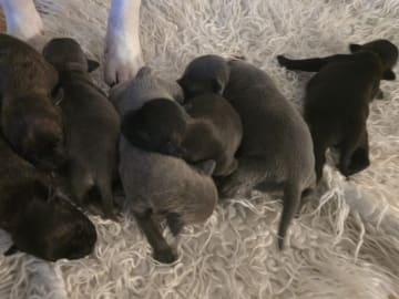 Staffordshire bullterrier · Hökerum · Juan José R.
