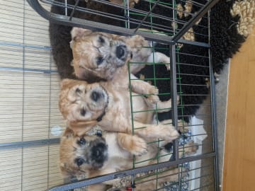 Irish softcoated wheaten terrier · Biri · Trude Plassen