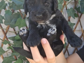 Cockerpoo · Sollentuna · Mikaela C.