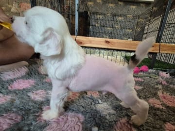 Chinese crested dog · Aneby · Sagolis