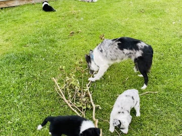 Border collie · Skebobruk · carina w.