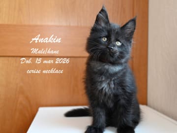 Maine Coon · Ugglarp · WH Jolly Tail’s
