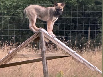 Husky Malinois · Ulricehamn · Husky Malinois
