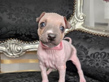 American Hairless Terrier · Upplands Väsby · AHT