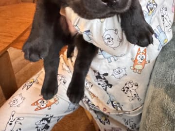 Labrador retriever · Rakkestad · Nina F.