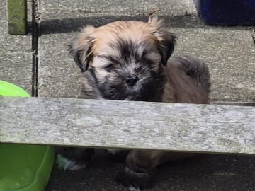 Lhasa Apso · Slagelse · Black Peek A Boos