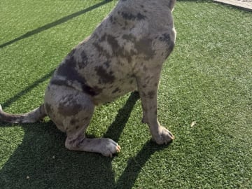 American bully · Västra Frölunda · Miranda T.