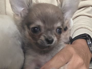Chihuahua · København Nv · Tikus