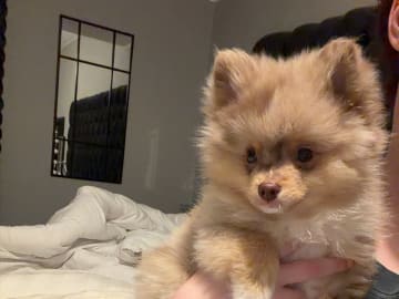 Pomeranian · Skellefteå · Elina L.
