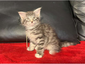 Norsk skogkatt