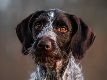 Vorstehhund · Fjugesta · For The Win