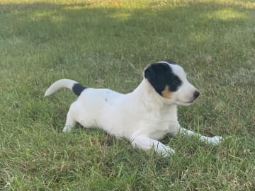 Danish Swedish Farmdog · Hjørring · Arne Mejlhede