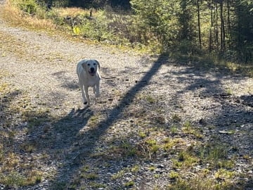 Labrador retriever · Prässebo · Birdkeepers