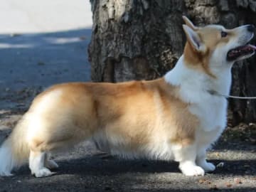 Welsh corgi pembroke · Ramnes · Milkcreek