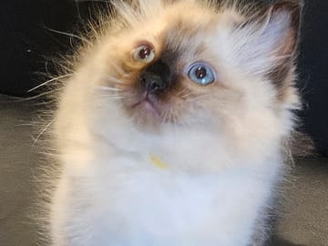 Ragdoll · Sollentuna · Viktoria J.