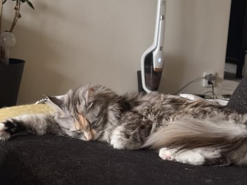 Maine Coon · Bjursås · Estelle W.