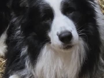 Border Collie · Hjørungavåg · Tor Atle Valderhaug