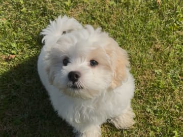 Maltipoo · Lidköping · Shkurta N.