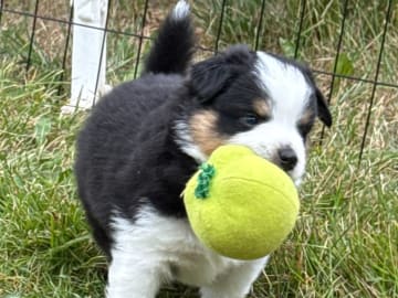 Miniature American Shepherd · Vittsjö · Kewonne