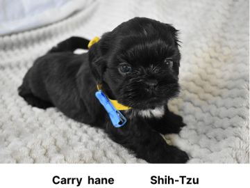The merry shih-tzu family