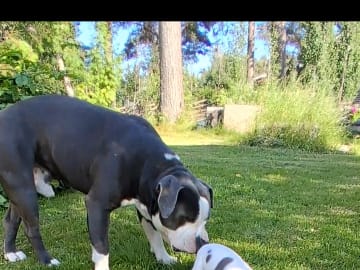 American bully x amstaff · Bjurholm · Leia R.