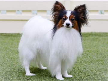 Papillon · Spånga · Sweet Desires Kennel