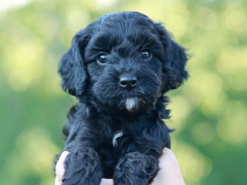 Bernedoodle · Spekeröd · Hagendalens