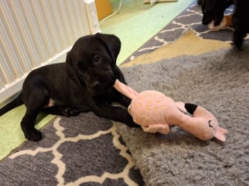 Labrador retriever · Glava · Tail Tip's