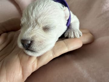 Dvärgschnauzer · Vara · Snowie Shine’s Kennel