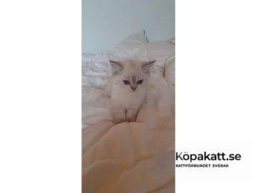 Britisk korthår · Bjärnum · SE*UlriPops