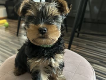 Mount Yorkie