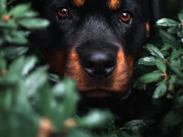 Rottweiler · Rö · Pure heart
