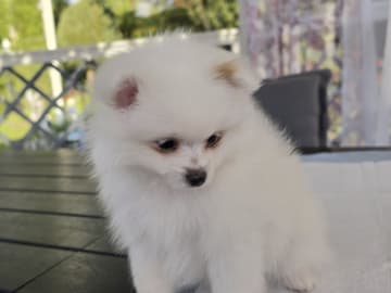 Pomeranian · Billesholm · Björn R.