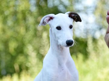 Greyhound · Märsta · Jean Dark