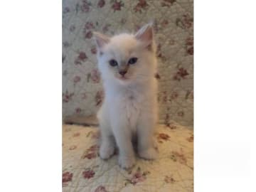 Ragdoll · Ankarsvik · SE*Stenvik's