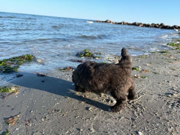 Maltipoo · Kirkholt · Ellinor C.